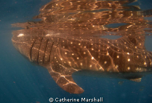 Whale shark, near Isla Holbox. by Catherine Marshall 